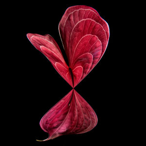 ARTMSTRS ONLINE ART GALLERY Luke Bilas is a featured photographic artist @ ARTMSTRS a nationally rescpected artist Luke Bilas DANCING FLOWERS "ANTHURIUM"