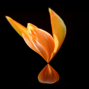 ARTMSTRS ONLINE ART GALLERY Luke Bilas is a featured photographic artist @ ARTMSTRS a nationally rescpected artist Luke Bilas DANCING FLOWERS " TULIPA"