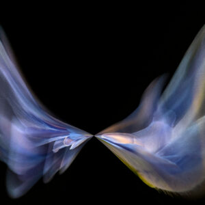 ARTMSTRS ONLINE ART GALLERY Luke Bilas is a featured photographic artist @ ARTMSTRS a nationally rescpected artist Luke Bilas DANCING FLOWERS " DELPHINIUM DELPHI"