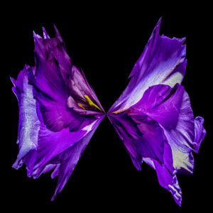 ARTMSTRS ONLINE ART GALLERY Luke Bilas is a featured photographic artist @ ARTMSTRS a nationally rescpected artist Luke Bilas DANCING FLOWERS " LISIANTHUS"