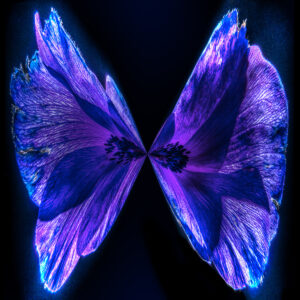 ARTMSTRS ONLINE ART GALLERY Luke Bilas is a featured photographic artist @ ARTMSTRS a nationally rescpected artist Luke Bilas DANCING FLOWERS " ANEMONE"