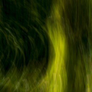 ARTMSTRS ONLINE ART GALLERY Loek van Walsem is a featured Photographic artist @ ARTMSTRS an internationally rescpected artist Loek van Walsem, photographer and featured artist @ARTMSTRS INTO THE WOODS