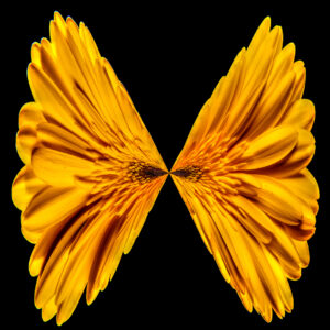 ARTMSTRS ONLINE ART GALLERY Luke Bilas is a featured photographic artist @ ARTMSTRS a nationally rescpected artist Luke Bilas DANCING FLOWERS " GERBERA"