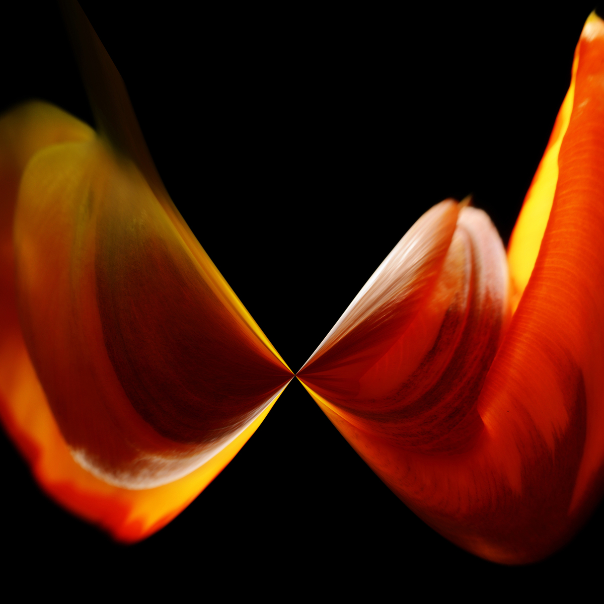DANCING FLOWERS  