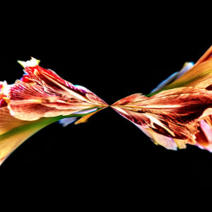 ARTMSTRS ONLINE ART GALLERY Luke Bilas is a featured photographic artist @ ARTMSTRS a nationally rescpected artist Luke Bilas DANCING FLOWERS " HIPPEASTRUM"