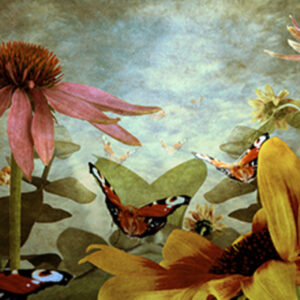 The butterfly garden