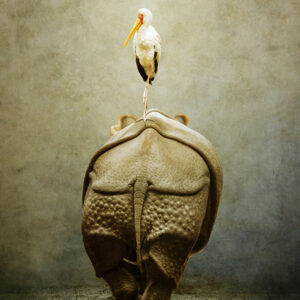 The hippo and the nimmerzat