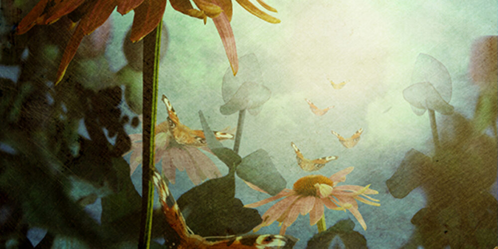 Flight of butterflies