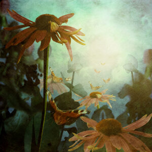 Flight of butterflies