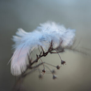 Uplifted