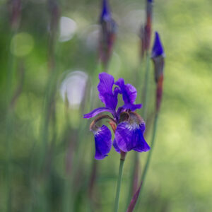 Iris in my garden
