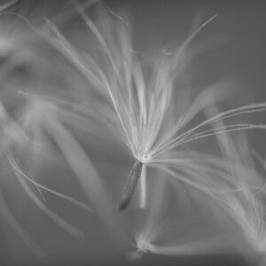 Dancing seeds