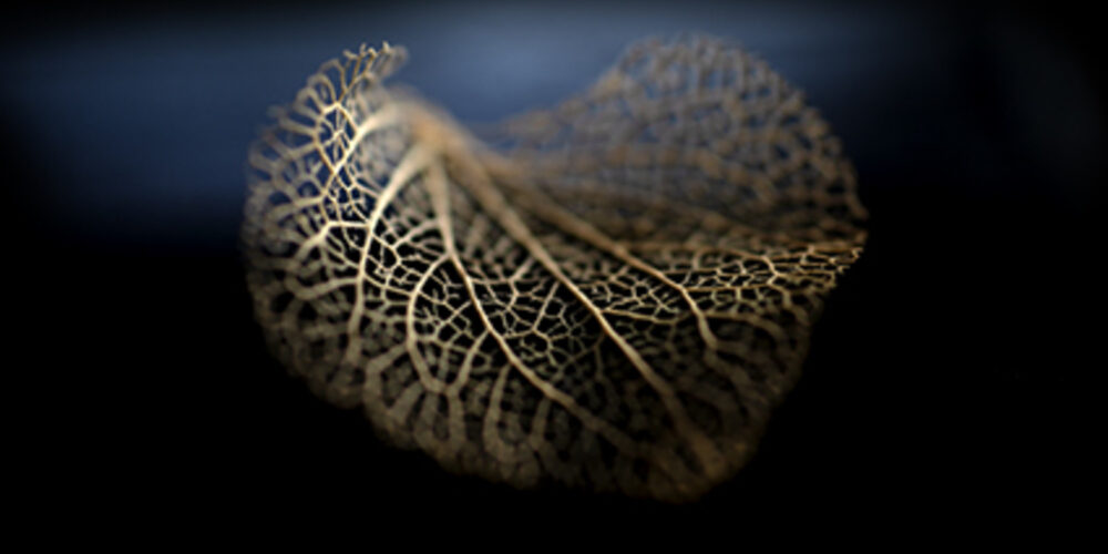 WINTER LEAF