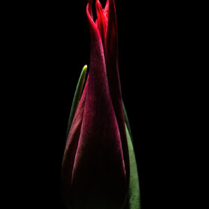 Red Crown