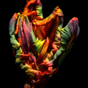 Explosion of Colour