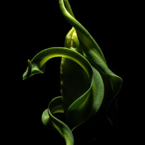 The Green Dragon