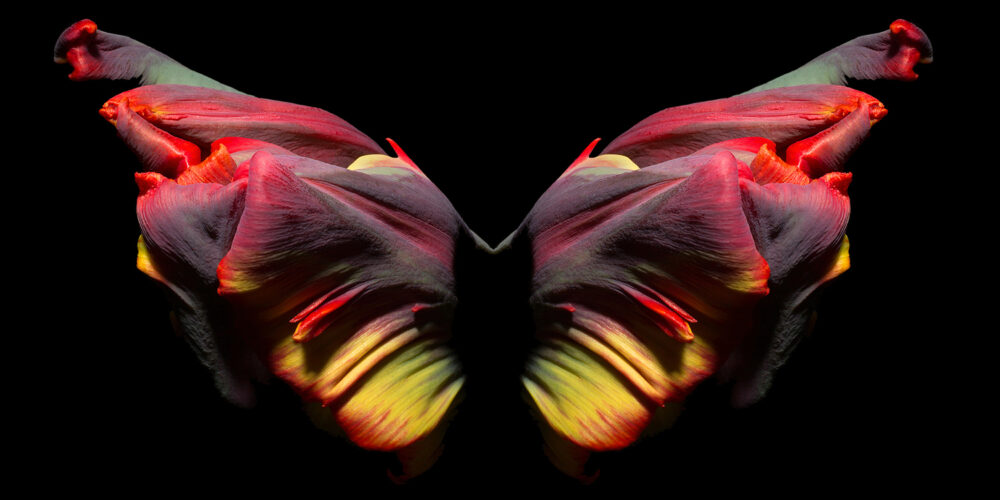The Butterfly