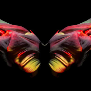 The Butterfly