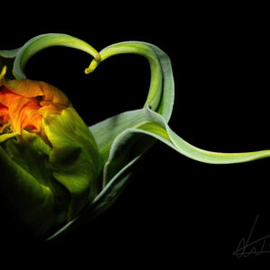 Piece of My Heart