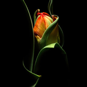 Dance of Life