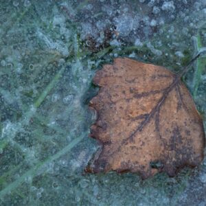 Leaf on ice