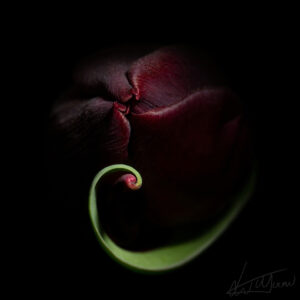 The Swirl