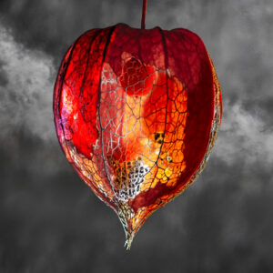 JAPANESE LANTERN 2