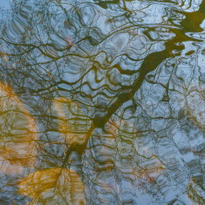 Branching out
