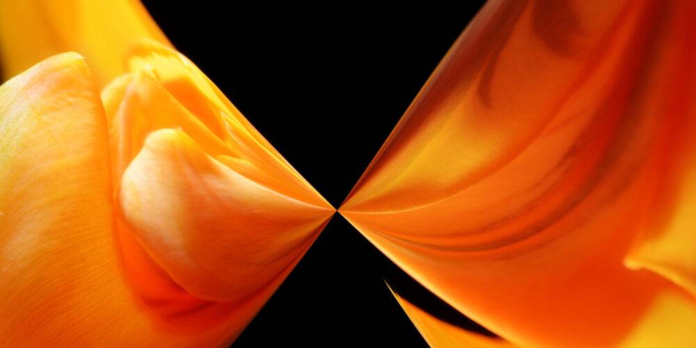 DANCING FLOWERS  