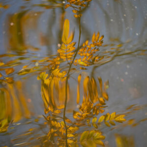 Autumn on the lake