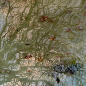 The tree in me