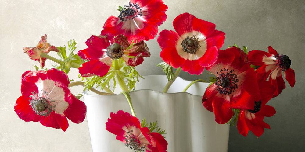 Stilleven met bleomen