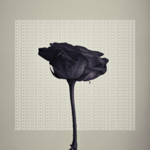 Black Rose 4