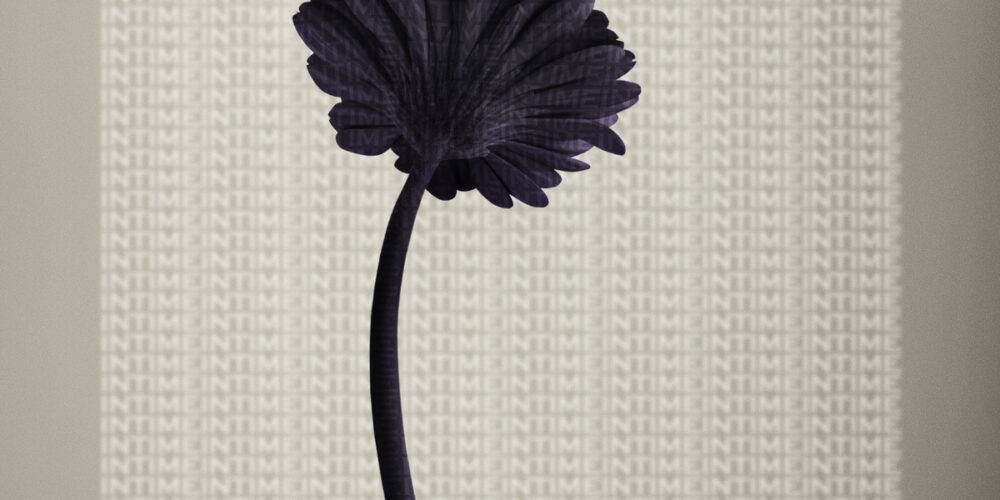 Black Rose 3