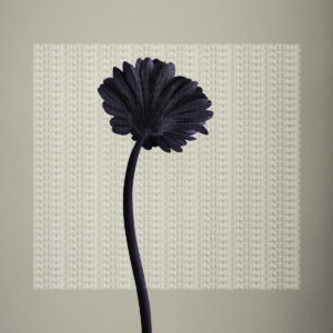 Black Rose 3