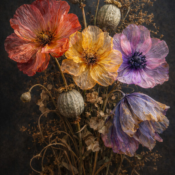 Translucent  in decay